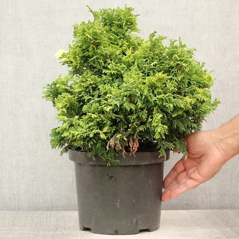 Ejemplar de Chamaecyparis pisifera Golden Pincushion - Falso ciprés sawara Maceta 4L/5L entregado en verano