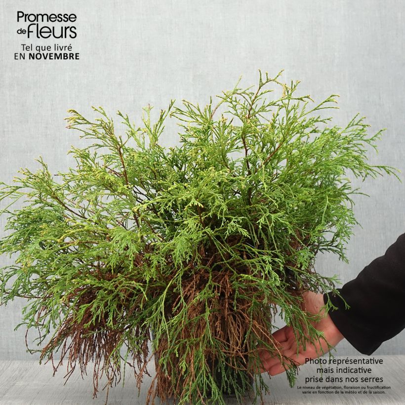 Ejemplar de Chamaecyparis pisifera Sungold - Falso ciprés sawara Maceta 7,5L/10L entregado en otoño