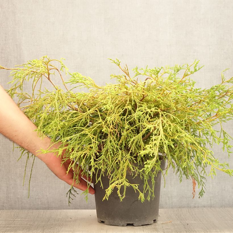 Ejemplar de Chamaecyparis pisifera Sungold - Falso ciprés sawara Maceta 3L/4L entregado en verano