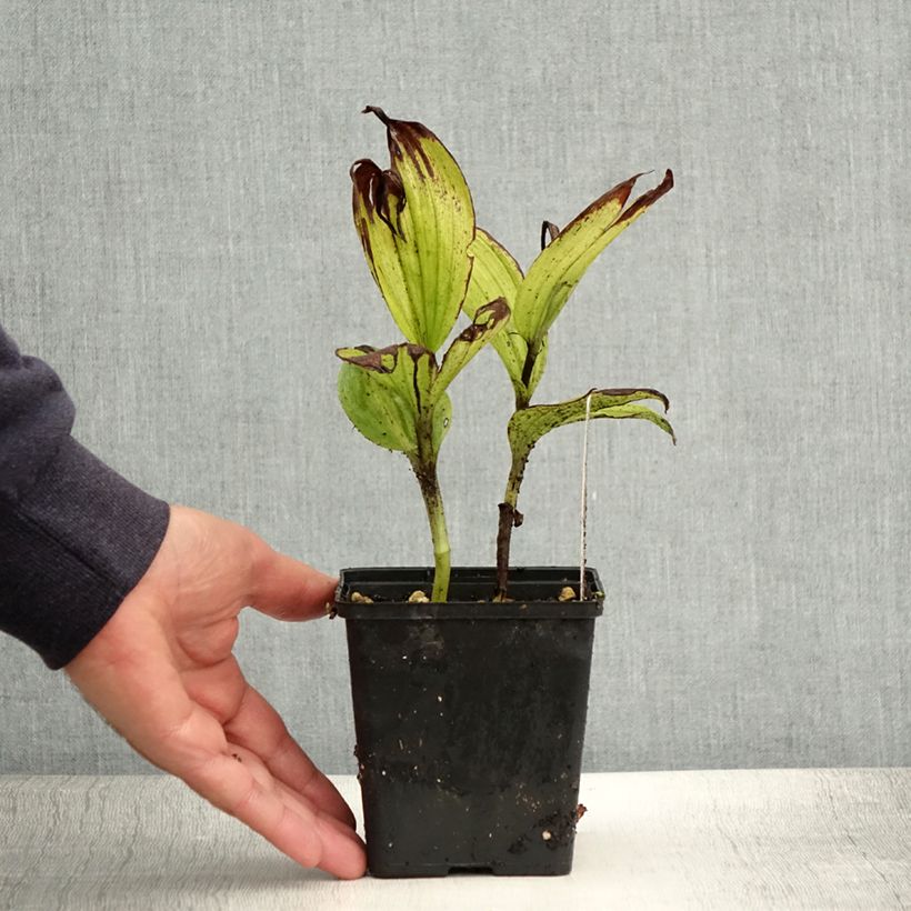 Ejemplar de Cypripedium Aki Maceta 1L/1,5L entregado en verano