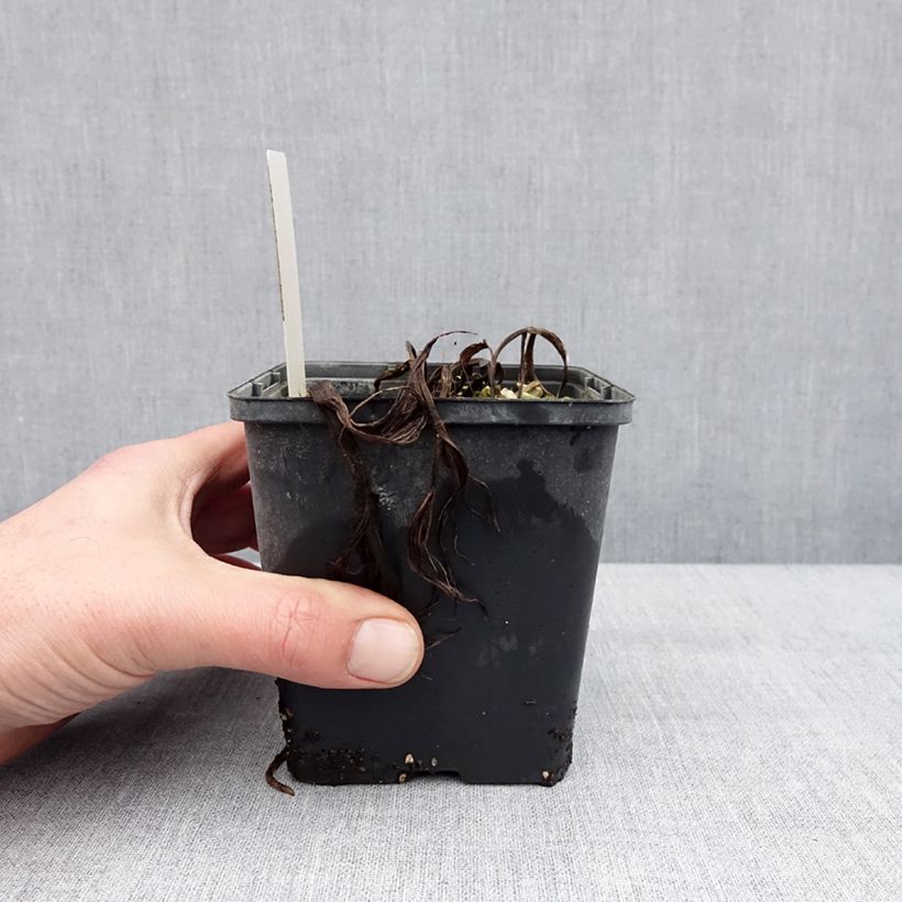 Cypripedium Aki Maceta 1L/1,5L Ejemplar entregado en invierno