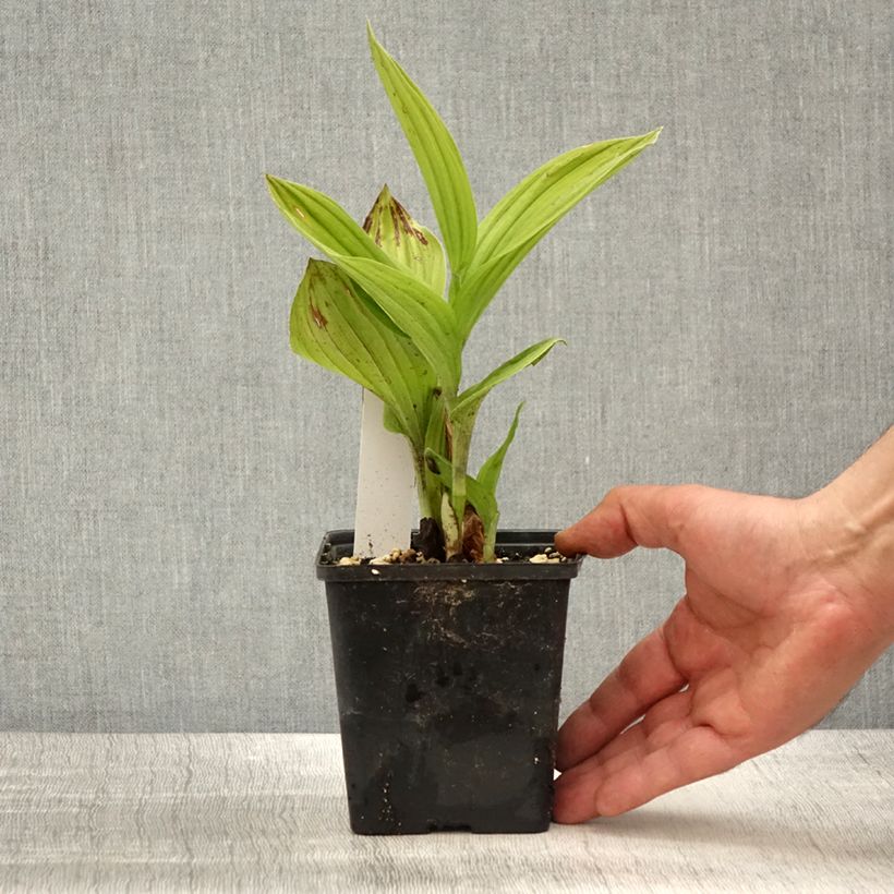 Cypripedium Aki Maceta 1L/1,5L Ejemplar entregado en la primavera