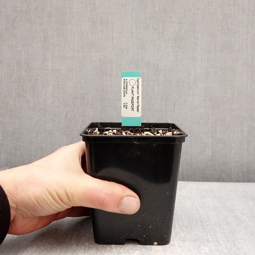 Cypripedium Bernd Pastel Maceta 1L/1,5L Ejemplar entregado en invierno