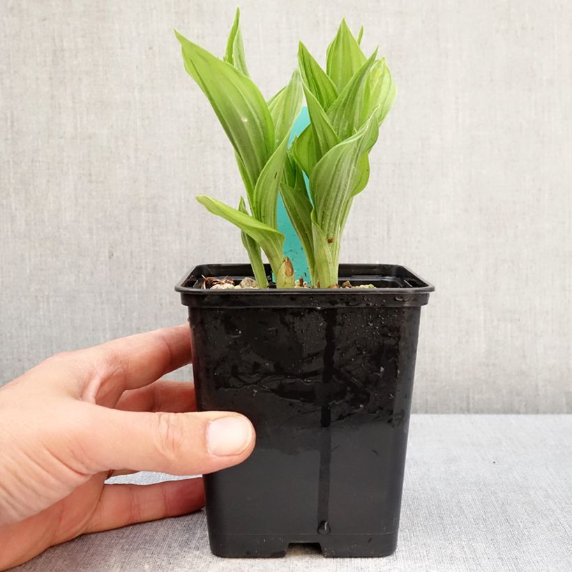 Cypripedium Bernd Pastel Maceta 1L/1,5L Ejemplar entregado en la primavera