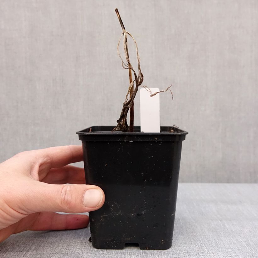 Cypripedium Emil Maceta 1L/1,5L Ejemplar entregado en invierno