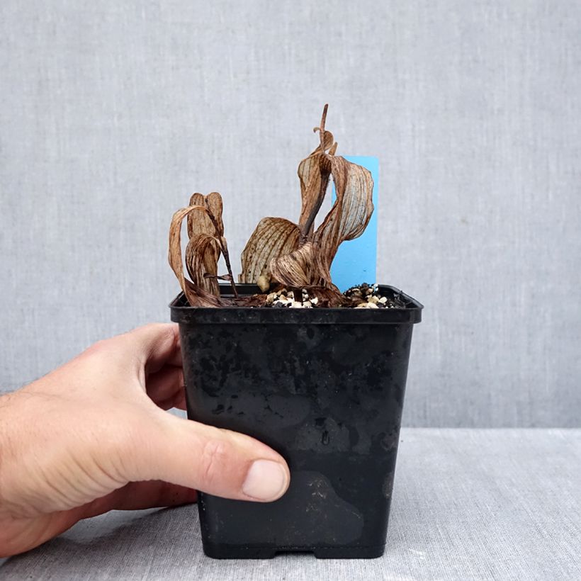 Ejemplar de Cypripedium Gisella Maceta 1L/1,5L entregado en otoño