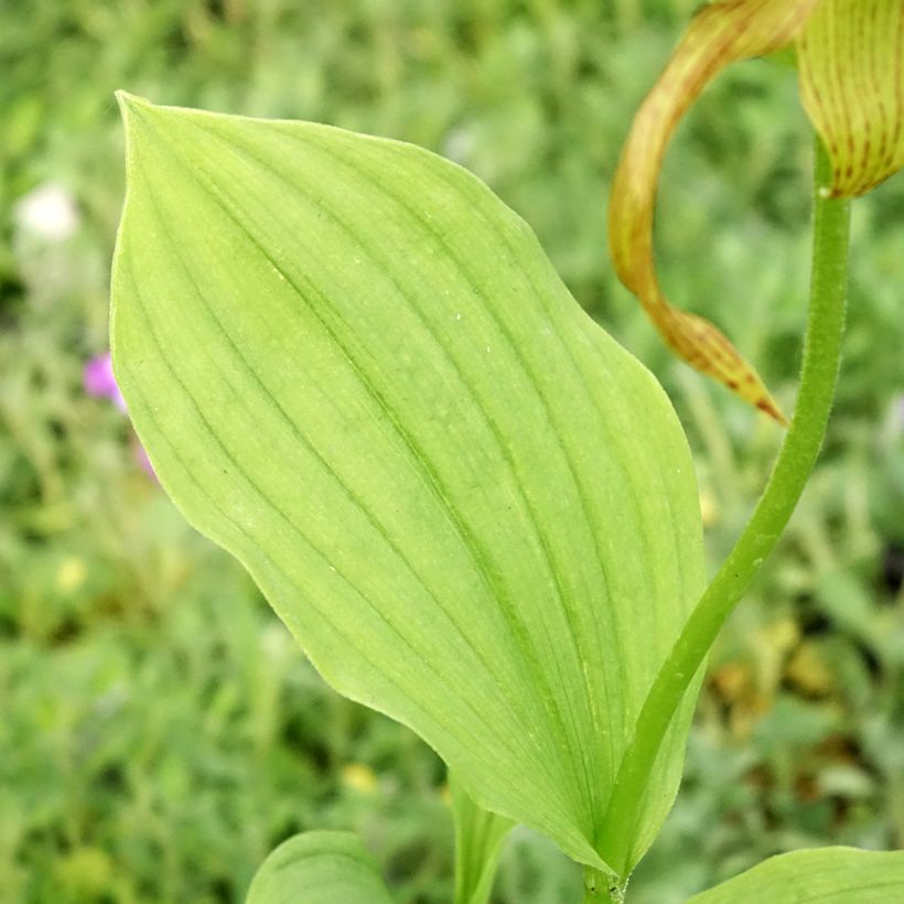 Cypripedium Inge (Follaje)