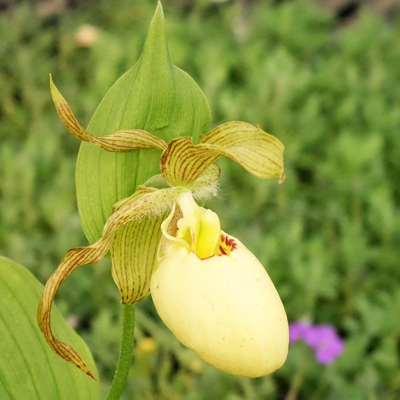 Cypripedium Inge (Floración)