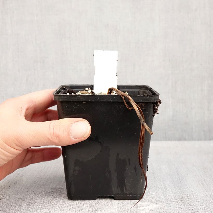 Ejemplar de Cypripedium Inge Maceta 1L/1,5L entregado en otoño