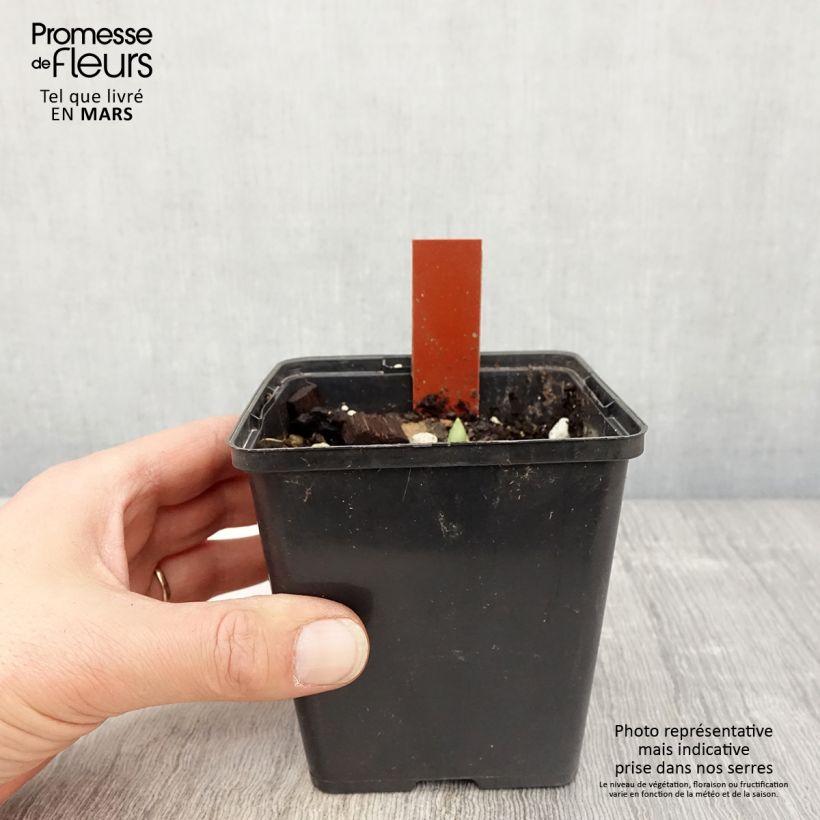 Cypripedium Pinkepank Maceta 1L/1,5L Ejemplar entregado en la primavera