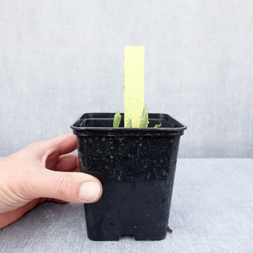 Cypripedium Otto Maceta 1L/1,5L Ejemplar entregado en la primavera