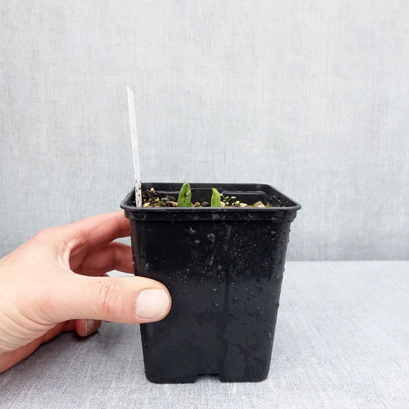 Cypripedium parviflorum var. pubescens Maceta 1L/1,5L Ejemplar entregado en la primavera