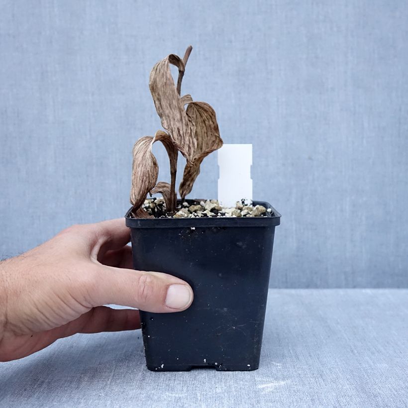 Ejemplar de Cypripedium Philipp Maceta 1L/1,5L entregado en otoño