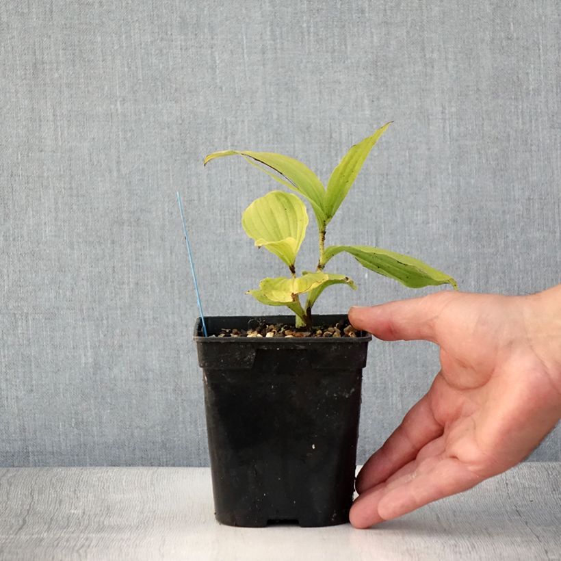 Ejemplar de Cypripedium reginae Maceta 1L/1,5L entregado en verano