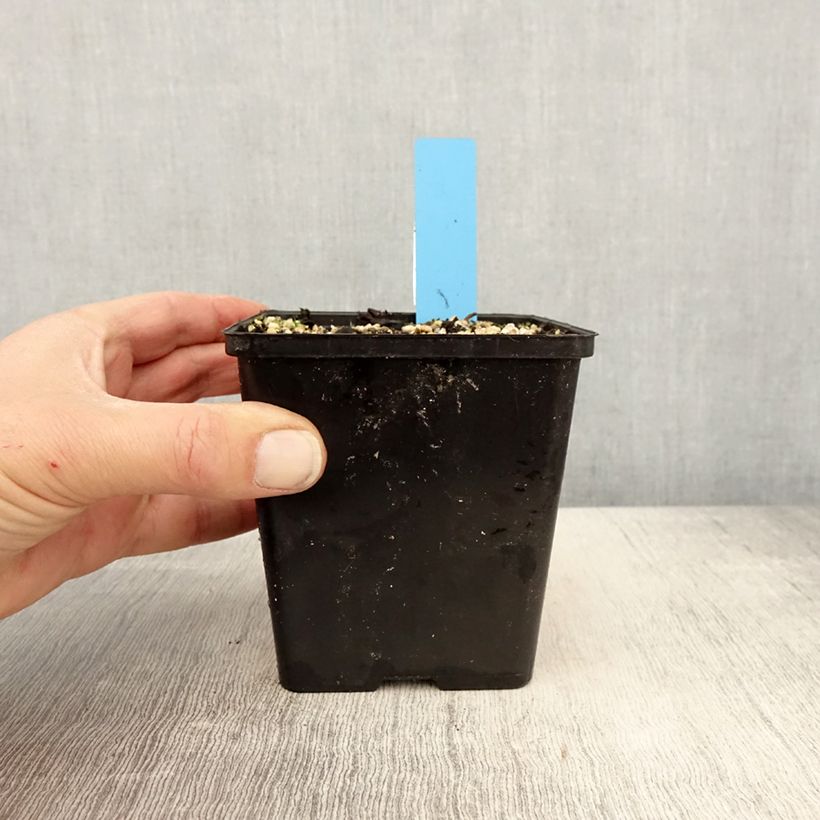 Cypripedium reginae Maceta 1L/1,5L Ejemplar entregado en la primavera