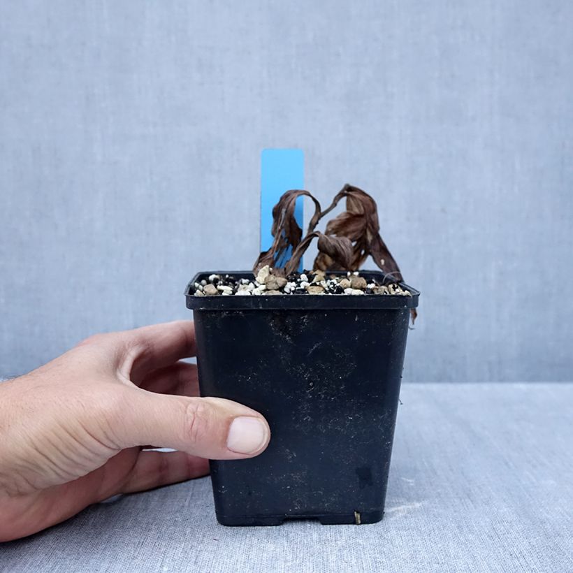 Ejemplar de Cypripedium Sabine Pastel Maceta 1L/1,5L entregado en otoño