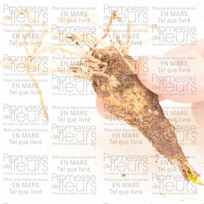 Ejemplo de ejemplar de Cyrtanthus elatus Pink Diamond - Vallota Bulbo calibre 10+ tal y como se entrega