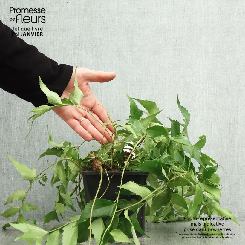 Cyrtomium falcatum - Cirtomio Maceta 2L/3L Ejemplar entregado en invierno