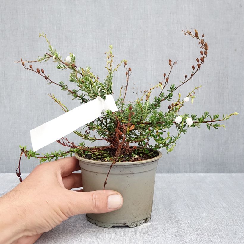 Ejemplar de Daboecia cantabrica Creeping White Maceta de 10 cm/11 cm entregado en otoño