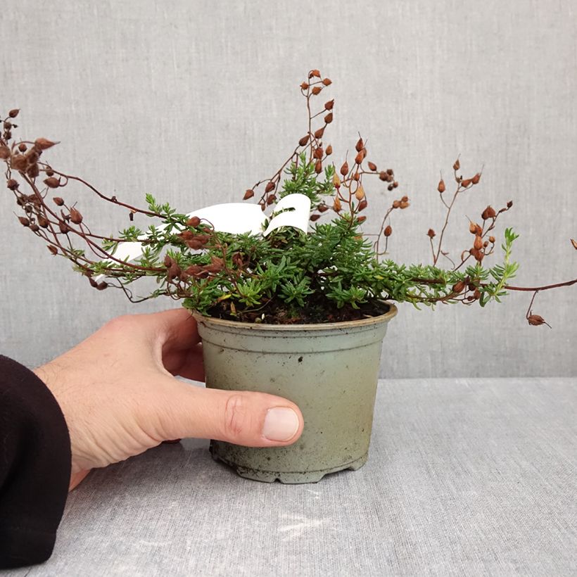 Ejemplar de Daboecia cantabrica Cupido Maceta de 10 cm/11 cm entregado en otoño