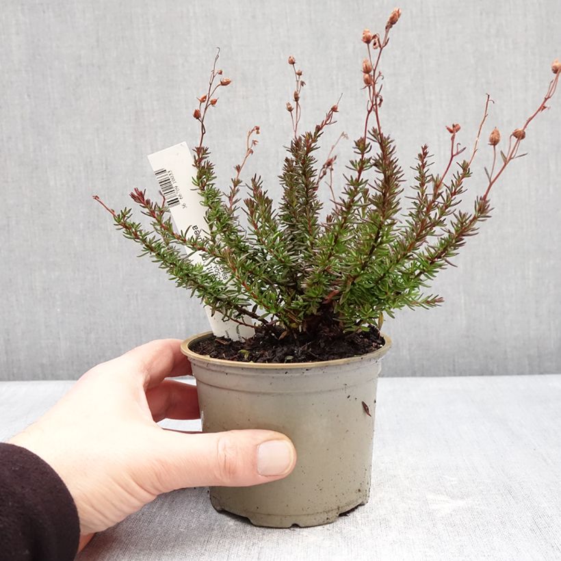 Daboecia cantabrica Purpurea Maceta de 10 cm/11 cm Ejemplar entregado en invierno