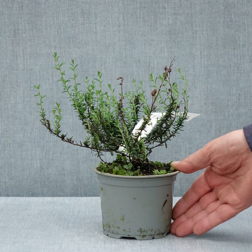 Daboecia cantabrica Purpurea Maceta de 12 cm / 13 cm Ejemplar entregado en la primavera