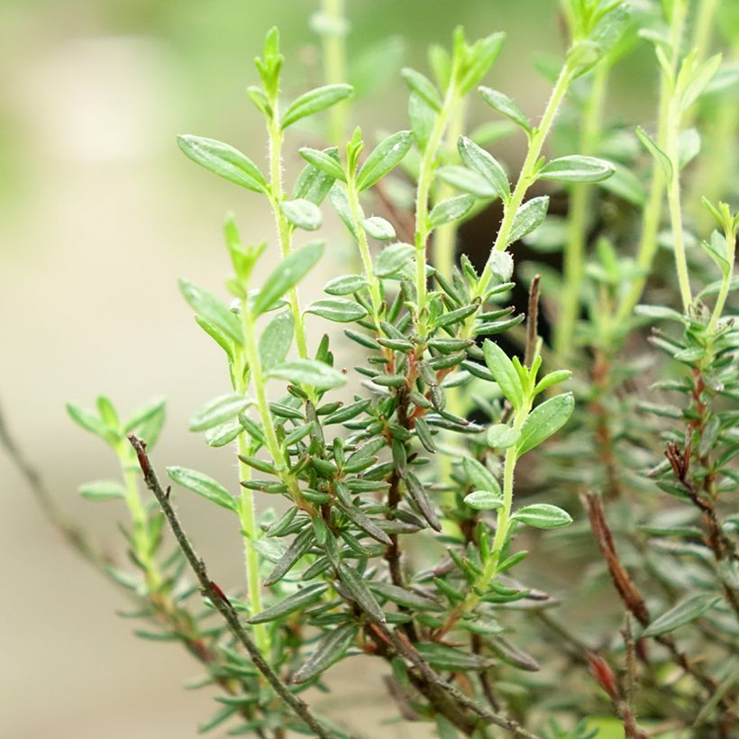 Daboecia cantabrica Purpurea (Follaje)
