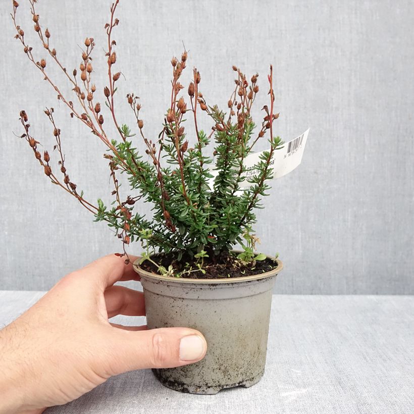 Ejemplar de Daboecia cantabrica Vanessa Maceta de 10 cm/11 cm entregado en otoño