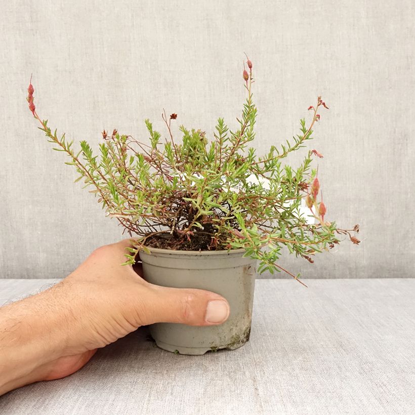 Ejemplar de Daboecia cantabrica Vanessa Maceta de 12 cm / 13 cm entregado en verano