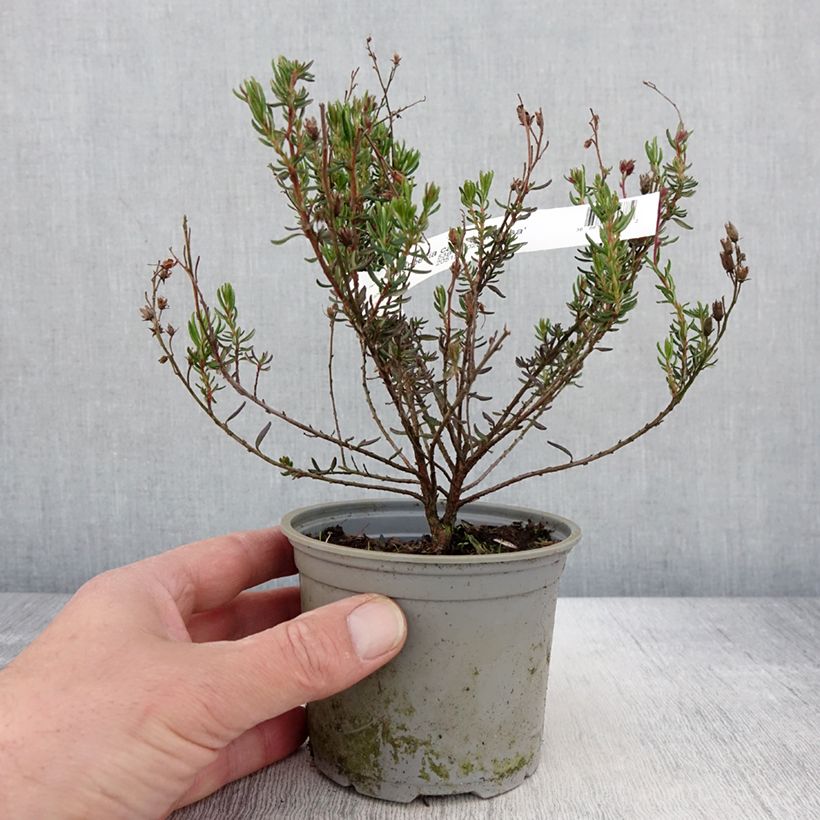 Daboecia cantabrica Vanessa Maceta de 12 cm / 13 cm Ejemplar entregado en la primavera