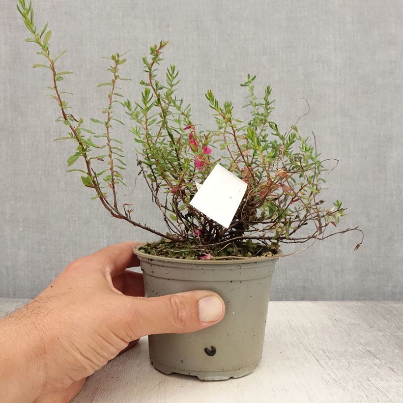 Ejemplar de Daboecia cantabrica Waley's Red Maceta de 12 cm / 13 cm entregado en verano