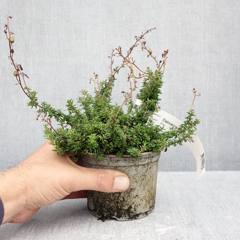Ejemplar de Daboecia scotica Goscote Maceta de 10 cm/11 cm entregado en otoño