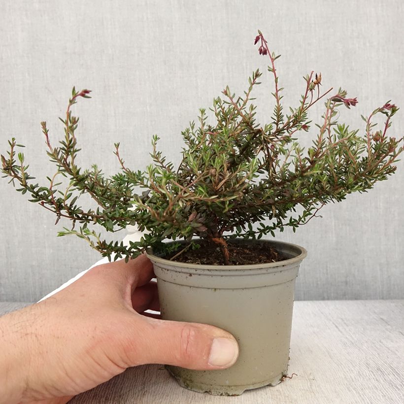 Daboecia scotica Goscote Maceta de 12 cm / 13 cm Ejemplar entregado en la primavera