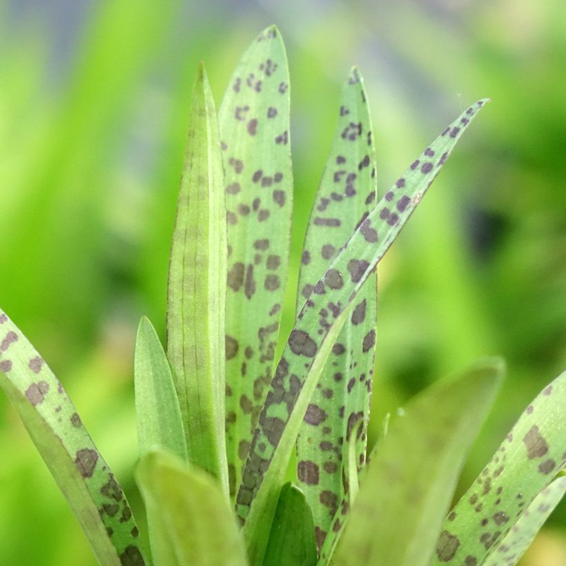 Dactylorhiza alpestris - Orquídea (Follaje)