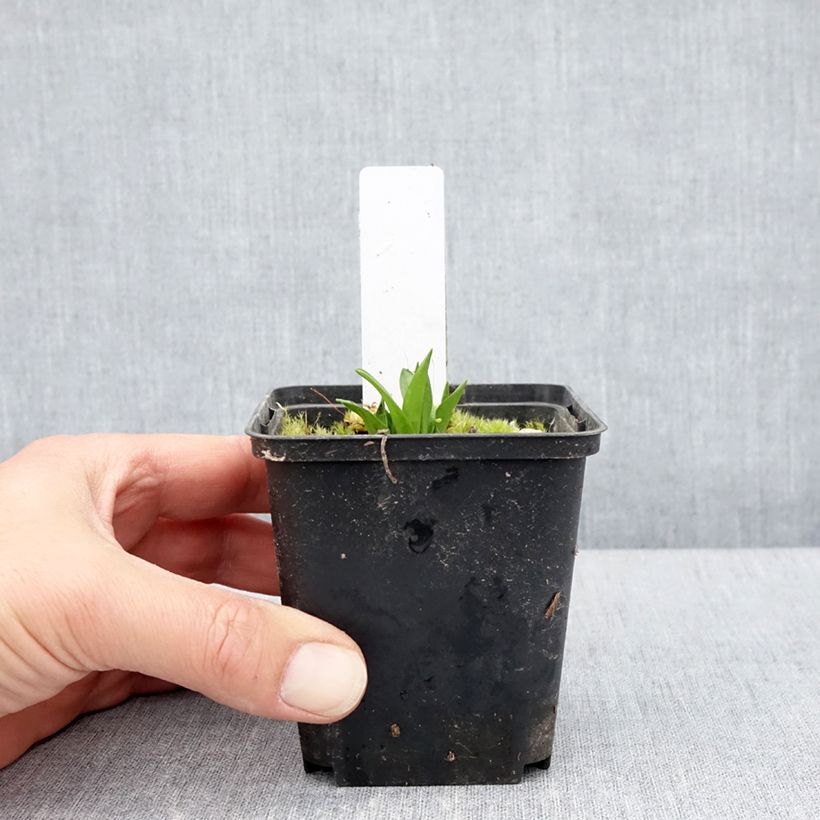 Dactylorhiza alpestris - Orquídea Maceta de 8/9 cm Ejemplar entregado en la primavera