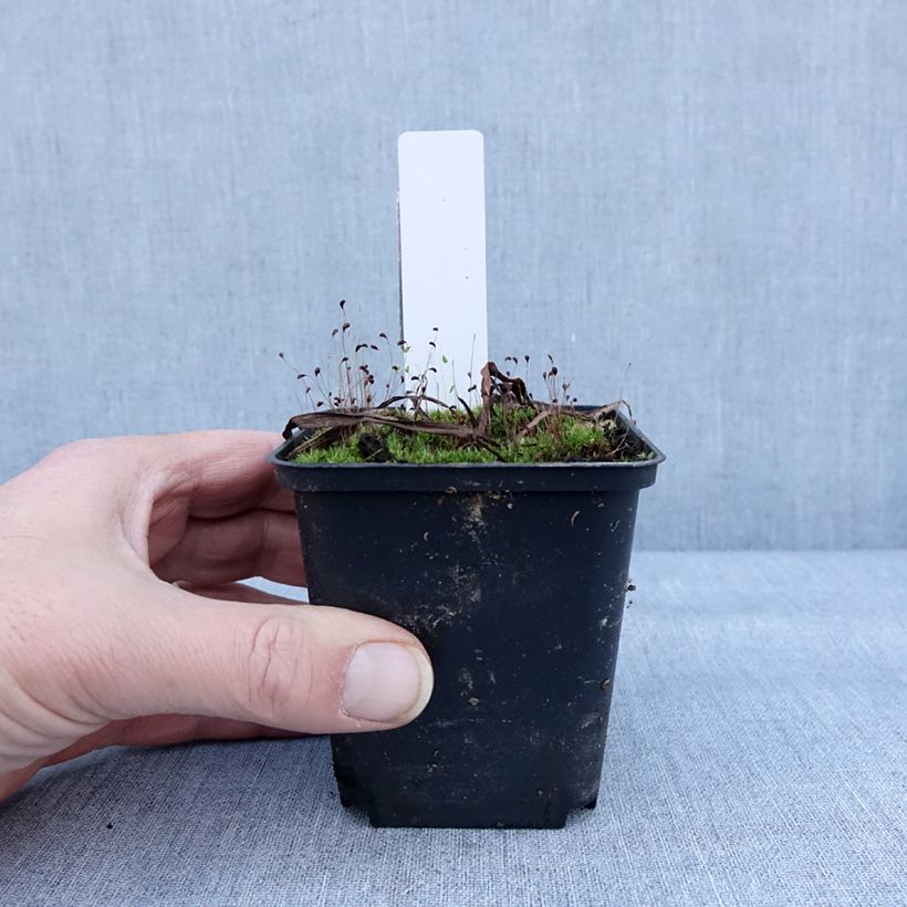 Dactylorhiza Foliorella - Orquídea Maceta de 8/9 cm Ejemplar entregado en invierno