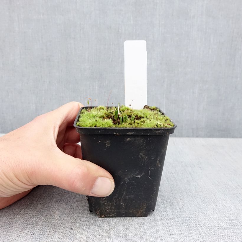 Dactylorhiza Foliorella - Orquídea Maceta de 8/9 cm Ejemplar entregado en la primavera