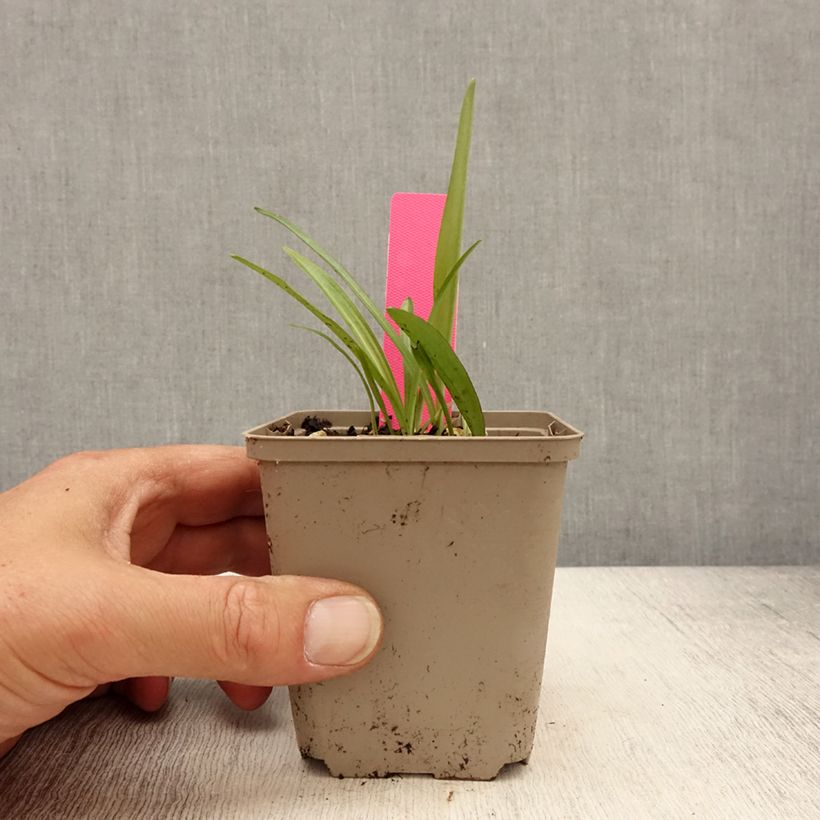 Dactylorhiza fuchsii - Orquídea Maceta de 8/9 cm Ejemplar entregado en la primavera