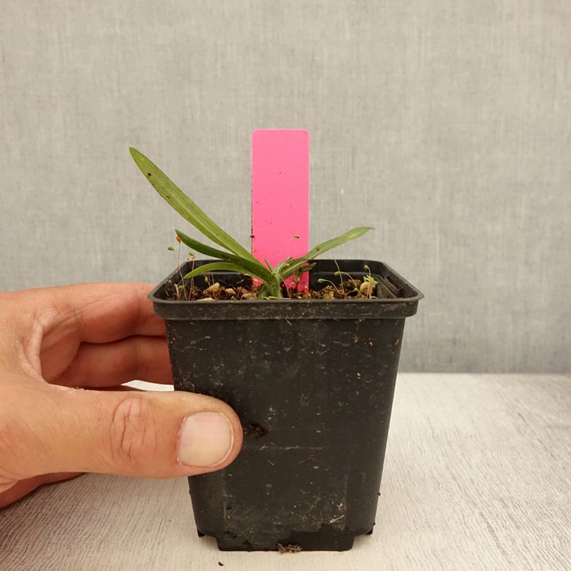 Ejemplar de Dactylorhiza maculata - Satirión manchado Maceta de 8/9 cm entregado en verano
