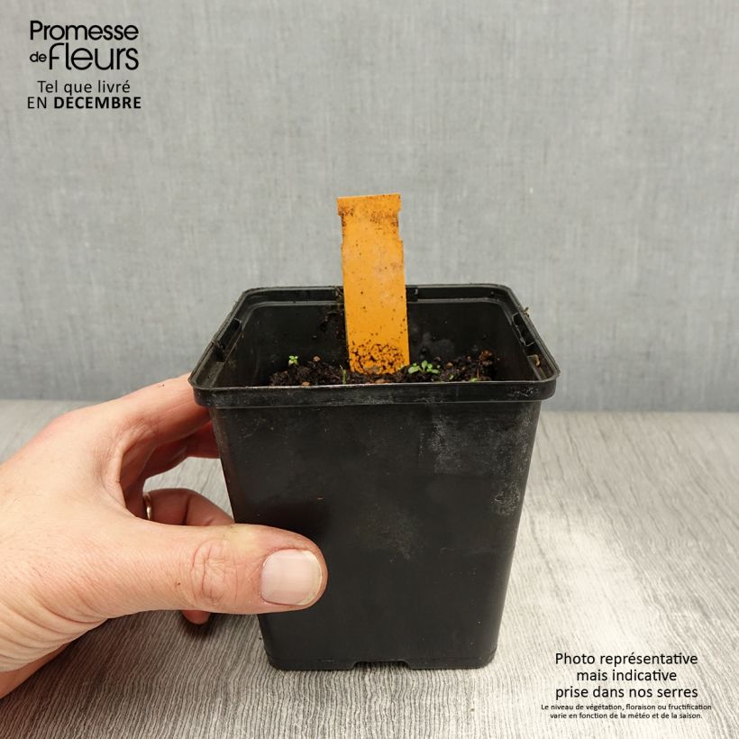 Dactylorhiza maculata - Satirión manchado Maceta de 8/9 cm Ejemplar entregado en invierno