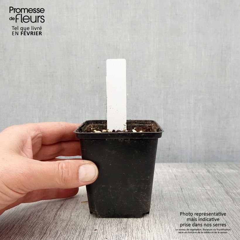 Dactylorhiza purpurella - Orquídea Maceta de 8/9 cm Ejemplar entregado en invierno