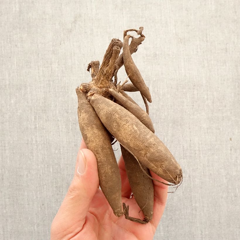 Dalia Flor de Anémona Blue Bayou Bulbo calibre I Ejemplar entregado en la primavera