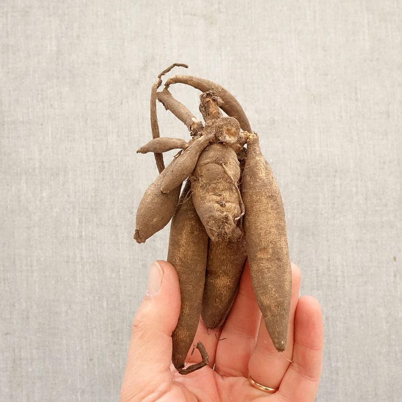 Dalia Flor de Anémona Bon Odori Bulbo calibre I Ejemplar entregado en la primavera