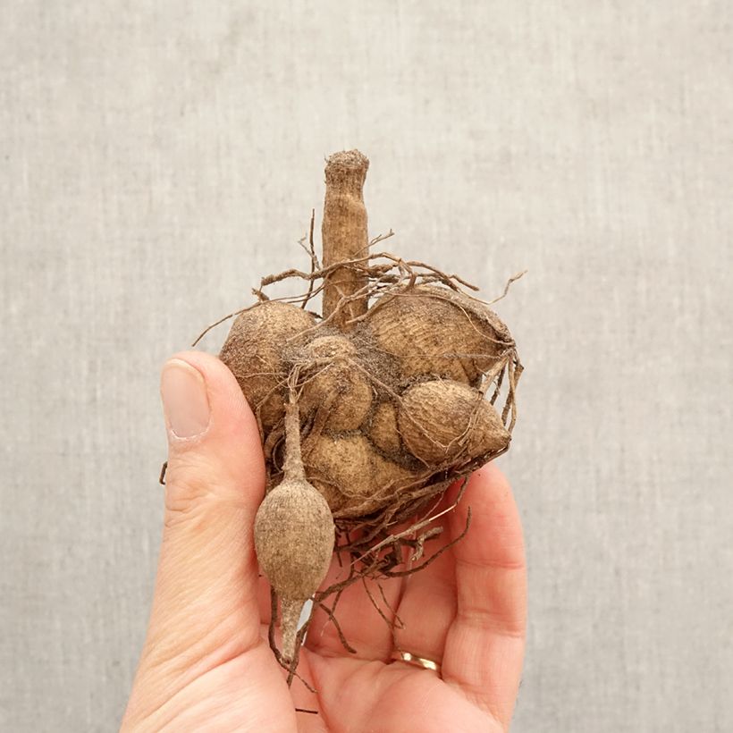 Dalia Flor de Anémona Floorinoot Bulbo calibre I Ejemplar entregado en la primavera