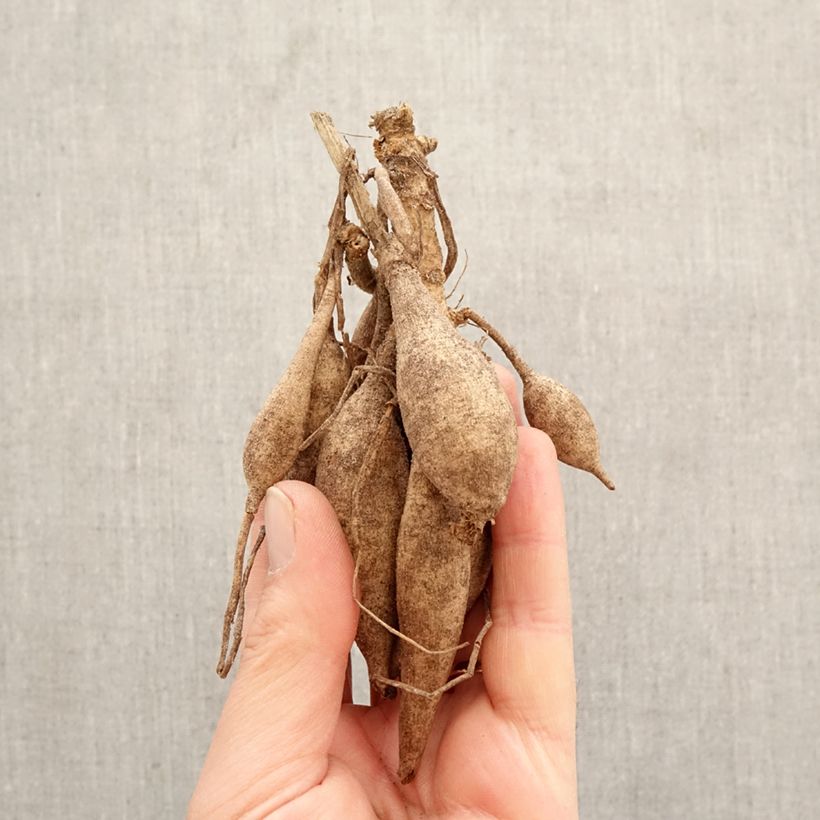 Dalia Flor de Anémona Garden show Bulbo calibre I Ejemplar entregado en la primavera