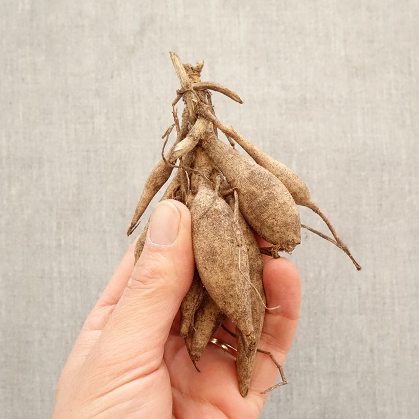 Dalia Flor de Anémona Honey Bulbo calibre I Ejemplar entregado en la primavera