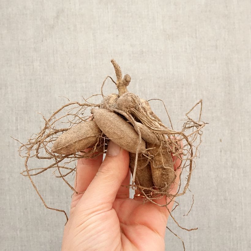 Dalia Flor de Anémona Octopus Sparkle Bulbo calibre I Ejemplar entregado en la primavera