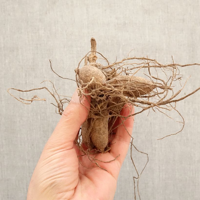 Dalia Flor de Anémona Papaye Bulbo Ejemplar entregado en la primavera