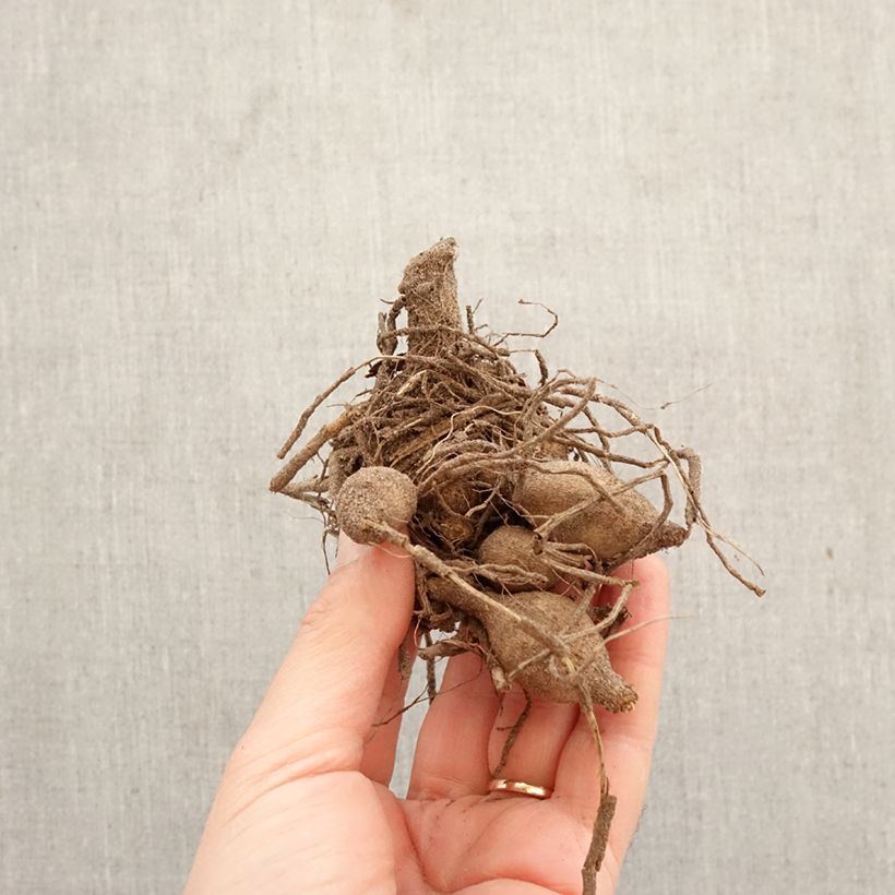 Dalia Flor de Anémona Polka Bulbo calibre I Ejemplar entregado en la primavera