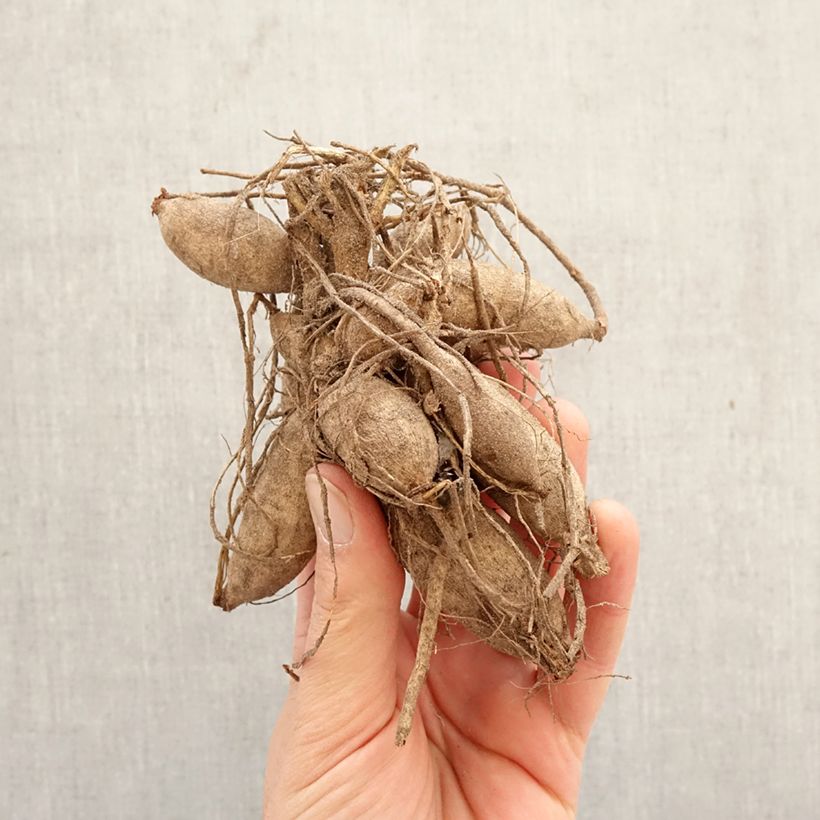 Dalia Flor de Anémona Poodle Skirt Bulbo calibre I Ejemplar entregado en la primavera